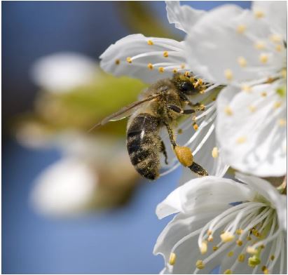 La marca de mel ecològica Muria BIO celebra el Dia Mundial de l’Abella amb la bona notícia de la seva recuperació
