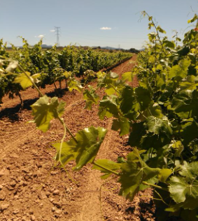 Planificar la  fertilització  de la vinya Jornada tècnica RuralCat