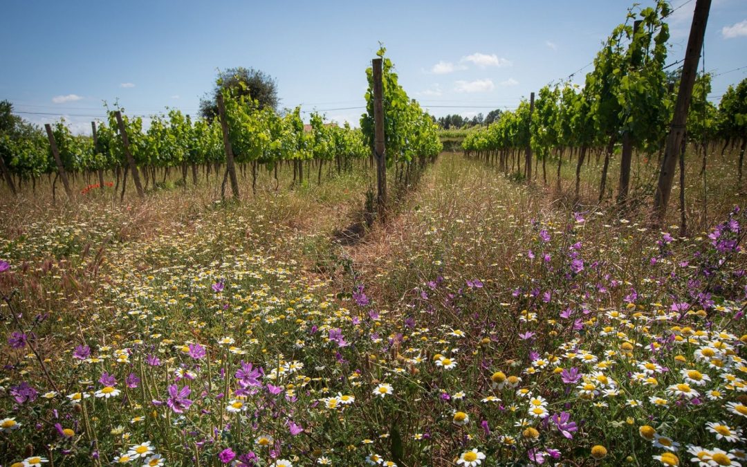 La Asociación de Viticultura Regenerativa acerca este modelo vitícola a profesionales del sector en la Barcelona Wine Week