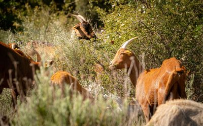 Familia Torres introduce el pastoreo con animales en la gestión sostenible de sus bosques